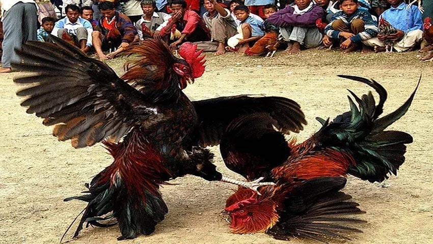 Tìm hiểu về đá gà Thomo là gì