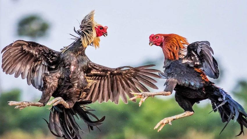 Đăng ký tài khoản tại bet88